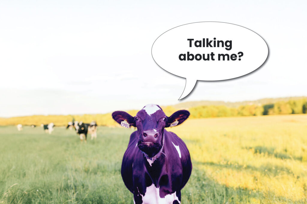 purple cow on a field